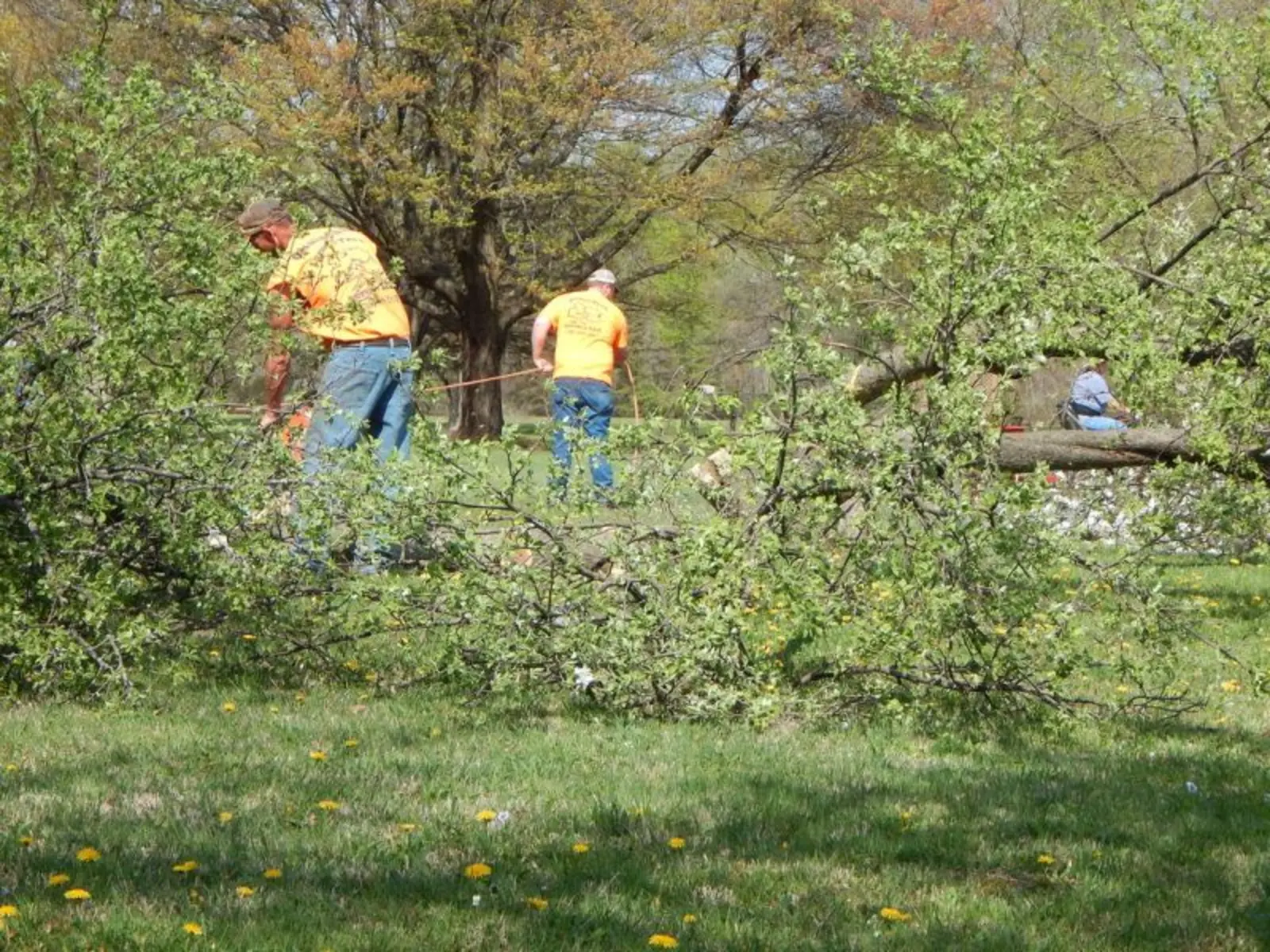 James Tree Service crew clearing storm-damaged trees in Delaware, Ohio