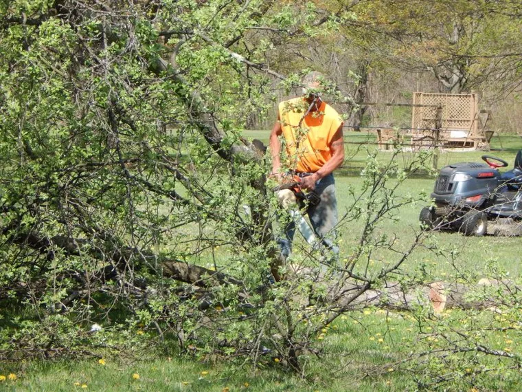 Tree Pruning & Trimming
