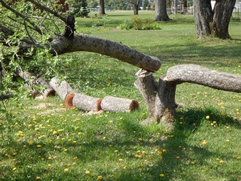 Storm-damaged limb, cleared